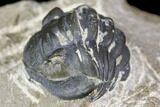 Detailed Gerastos Trilobite Fossil - Morocco #141791-9